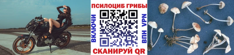 Псилоцибиновые грибы GOLDEN TEACHER Дмитров